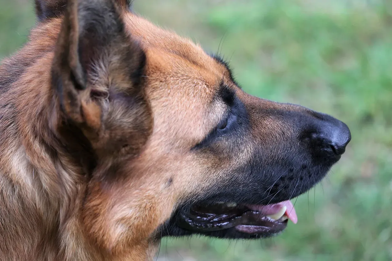 Scorpio: The Intense Protector (Image Credits: Pixabay)