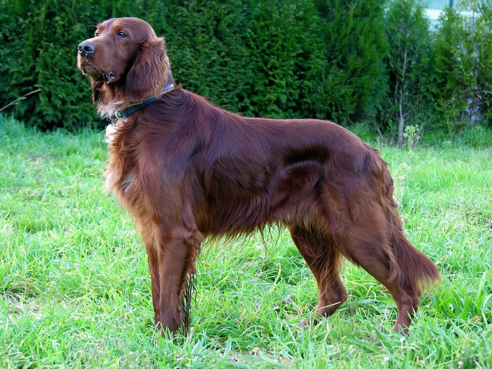 19. Irish Setter (Image Credits: Wikimedia)