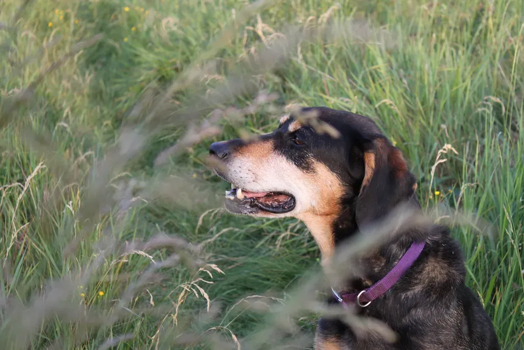 Emotional Maturity Deepens the Bond (Fred Postles, Flickr, CC BY 2.0)