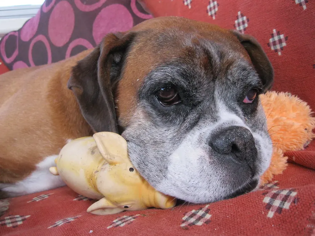 Boxer: The Clown That Loves You Like a Bodyguard (Andrew Bone (Weymouth), Flickr, CC BY 2.0)