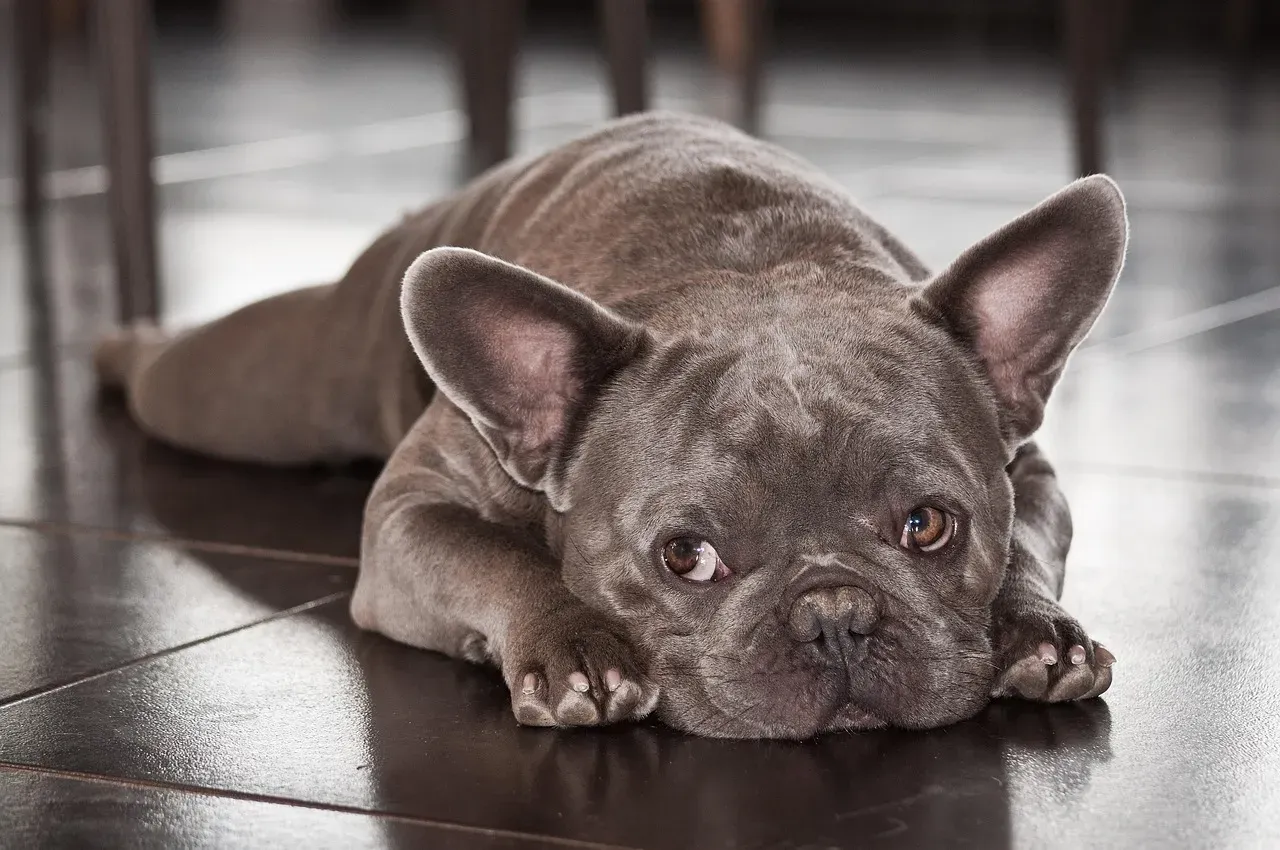 Taurus: The Comfort-Seeking Companion (Image Credits: Pixabay)