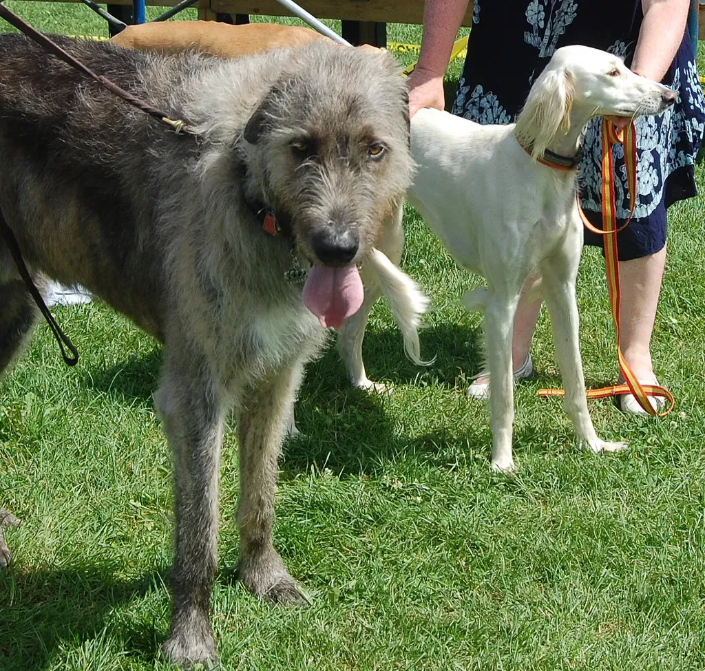 11. Irish Wolfhound: Gentle as a Whisper, Big as a Sofa (Image Credits: Flickr)