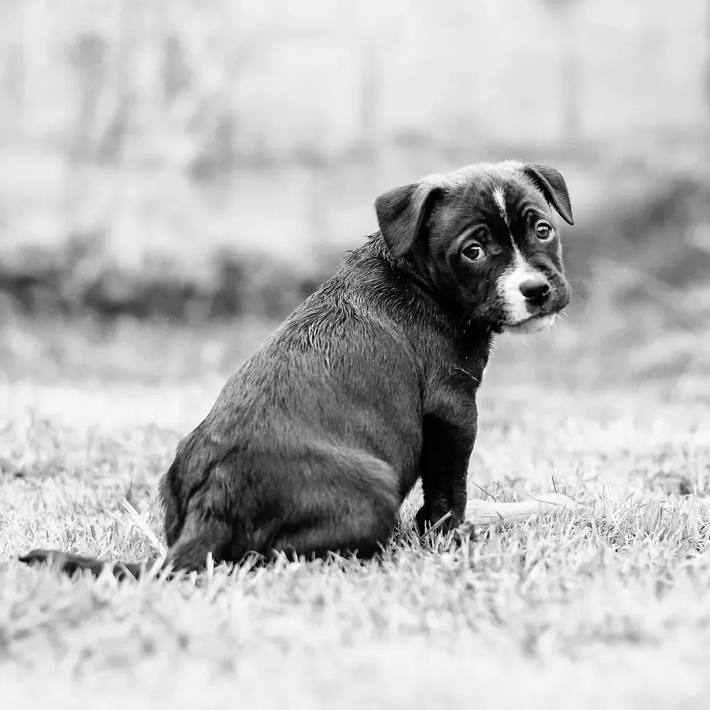 Conclusion: Your Dog Is Not Just Walking Beside You - They’re Walking With You (Stewart Black, Flickr, CC BY 2.0)