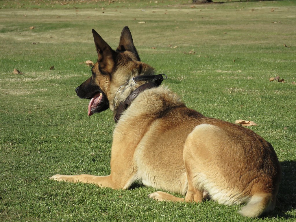 Belgian Malinois: The Intense Military Graduate (Image Credits: Flickr)