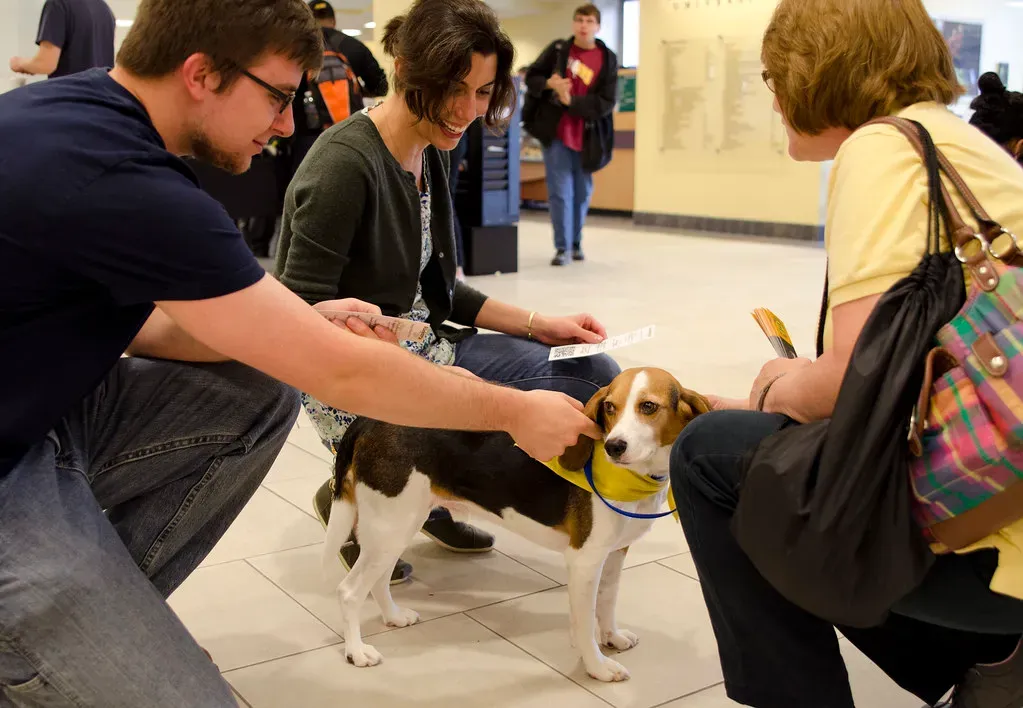 5. Beagle: Small Packages With Big Hearts (Image Credits: Flickr)