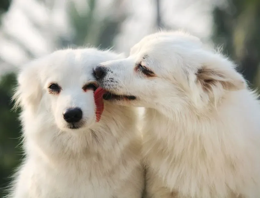 #10 – Hand and Face Licking (Image Credits: Pexels)