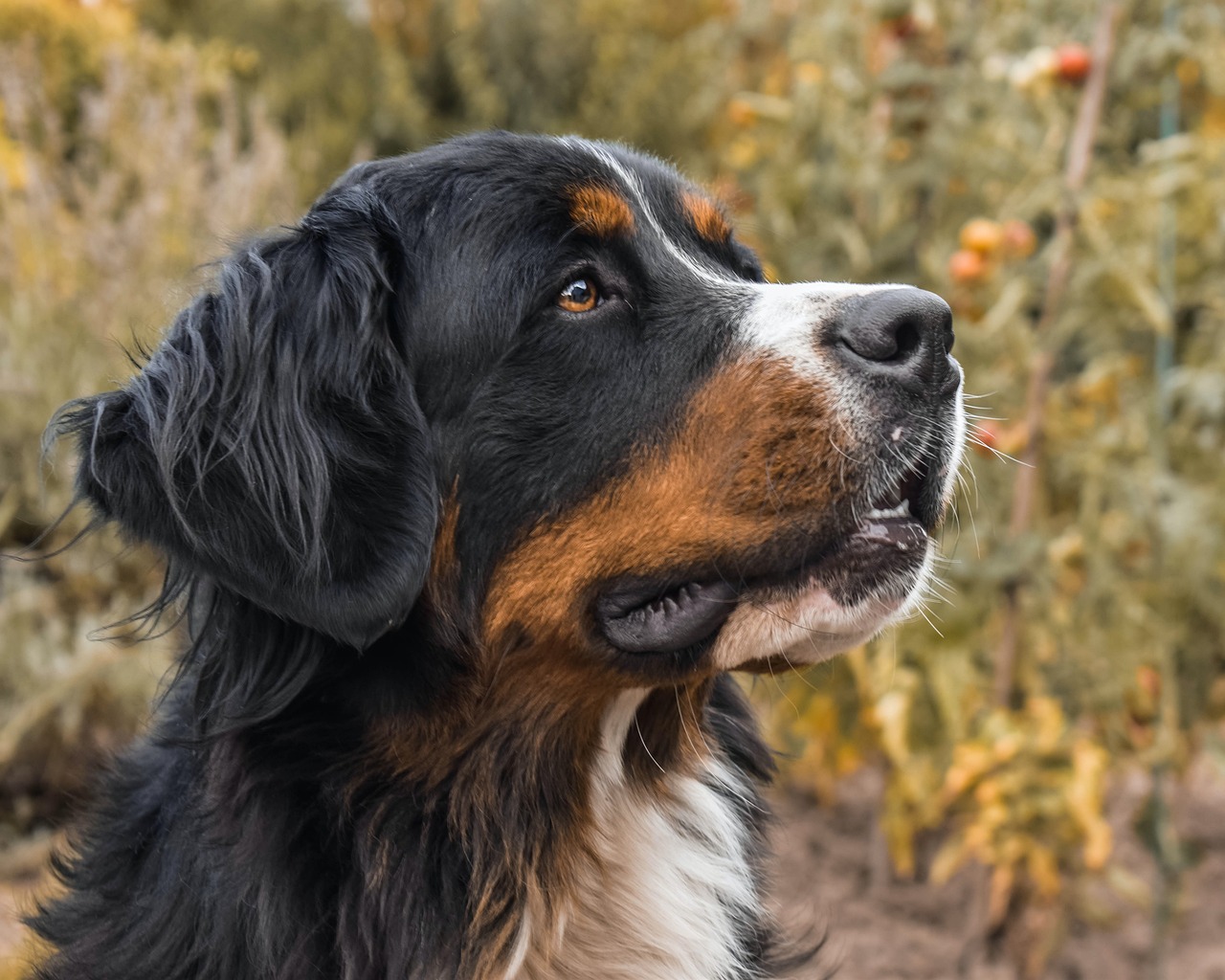Bernese Mountain Dog - The Gentle Giant Guardian (Image Credits: Pixabay)