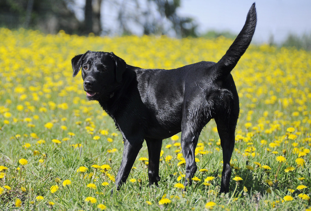 Earth Dogs: The Gentle Giants with Hearts of Gold (Image Credits: Flickr)