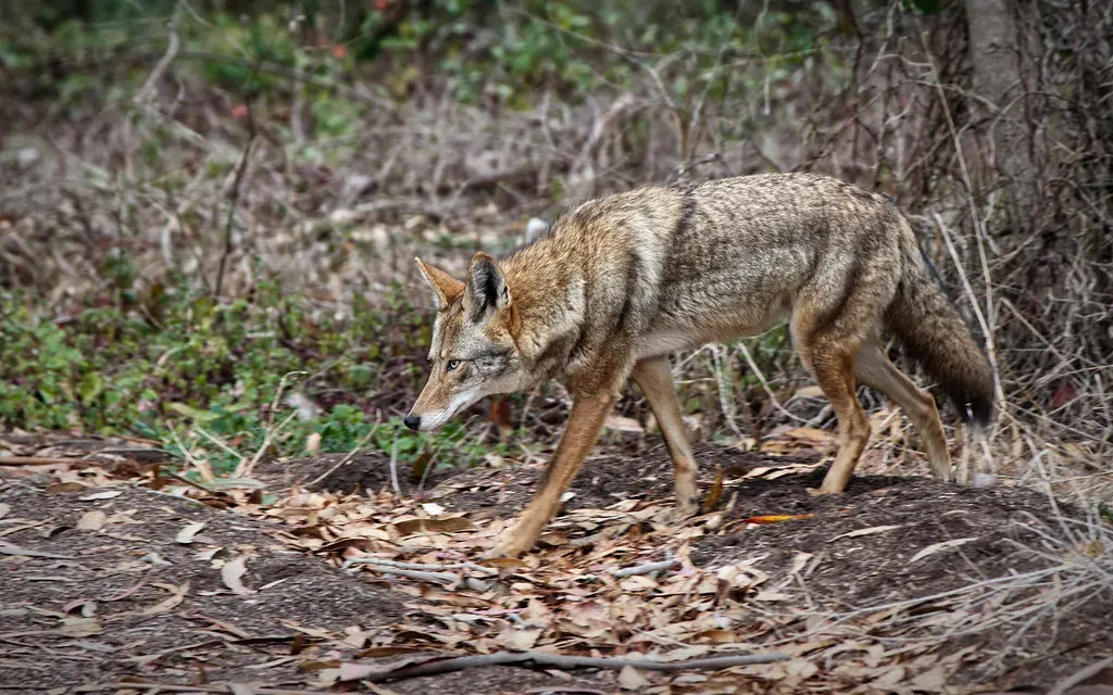 Never Approach or Corner a Coyote (Image Credits: Flickr)