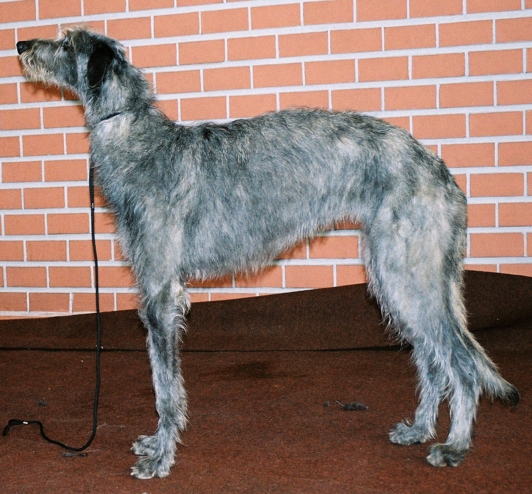 Scottish Deerhound - The Aristocrat of Gentleness (Image Credits: Wikimedia)