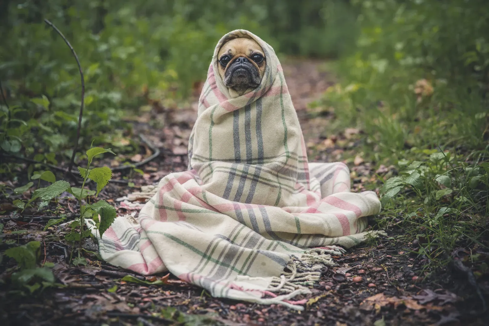 The Ancient Den Instinct Your Dog Never Outgrew (By Free-Photos, CC0)
