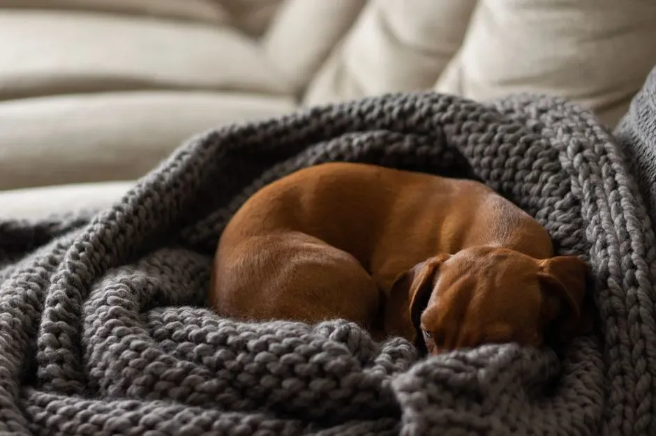 Not Just “Spoiling”: Challenging The Tough-Dog Myth (Image Credits: Pexels)
