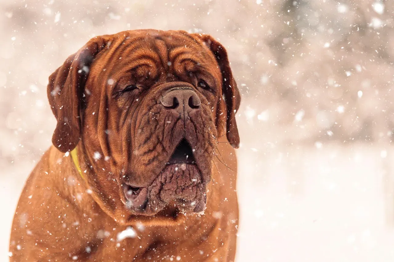 #8 - They Guard You, Not the House (Image Credits: Pixabay)
