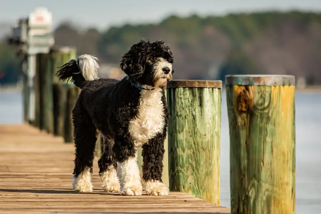 Pisces and the Gentle Portuguese Water Dog (Image Credits: Unsplash)