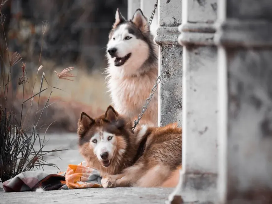 12. A Shift in Social Behavior With Other Pets or Family Members (Image Credits: Pexels)