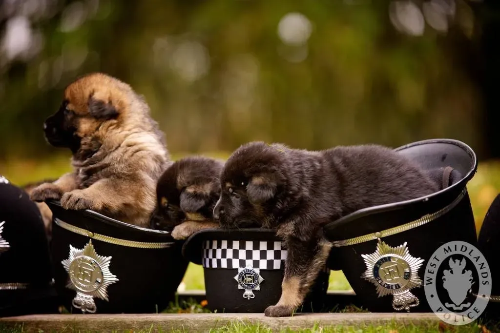 Conclusion (Image Credits: Wikimedia)