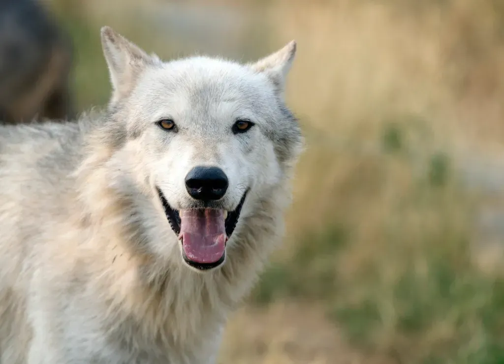 #8. Scorpio - The Lone Wolf (Image Credits: Rawpixel)