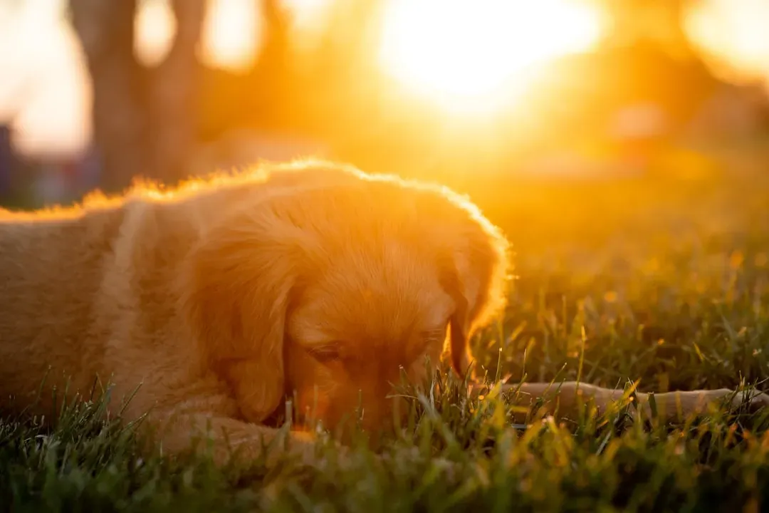 The Science Behind the Summer Slowdown (Image Credits: Unsplash)