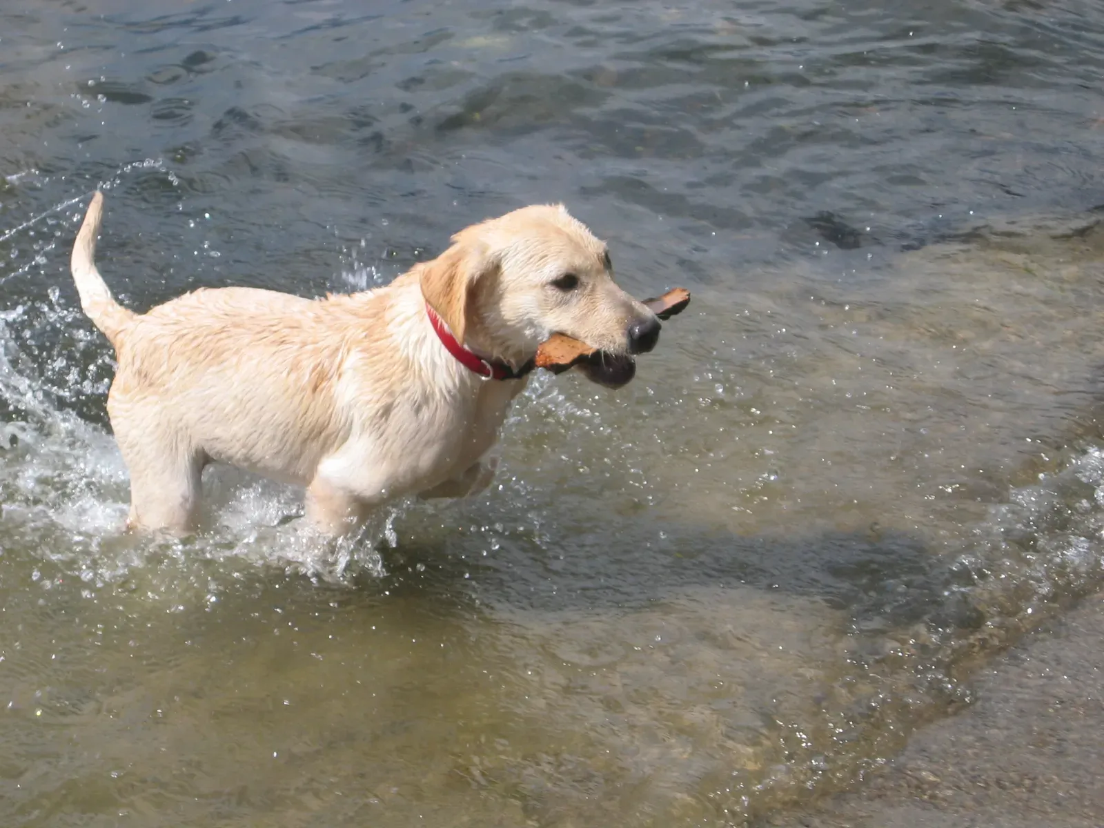 10. Labrador Retriever: The Enthusiastic All-Rounder Everyone Loves (Image Credits: Wikimedia)
