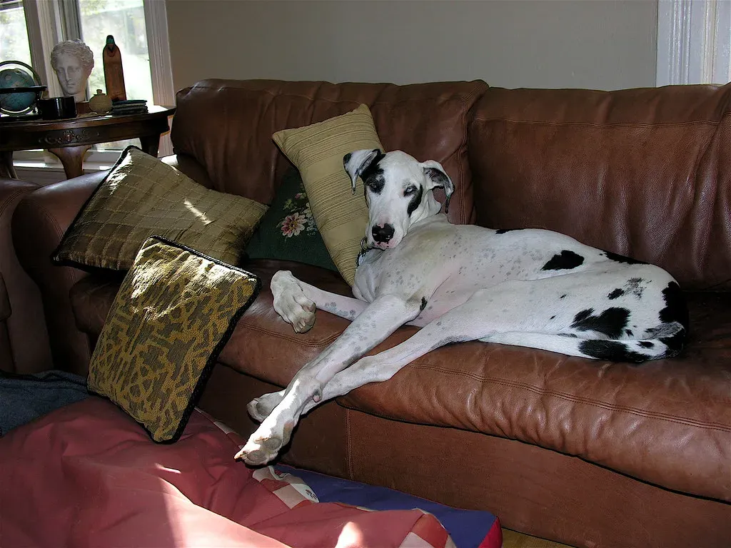 Great Dane: Not Just Tall, But Space-Hungry (Image Credits: Flickr)