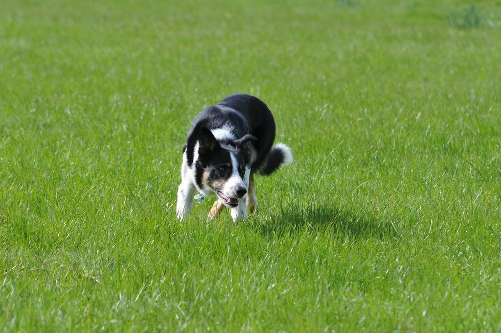 Border Collie: The Einstein of the Dog World (Image Credits: Flickr)