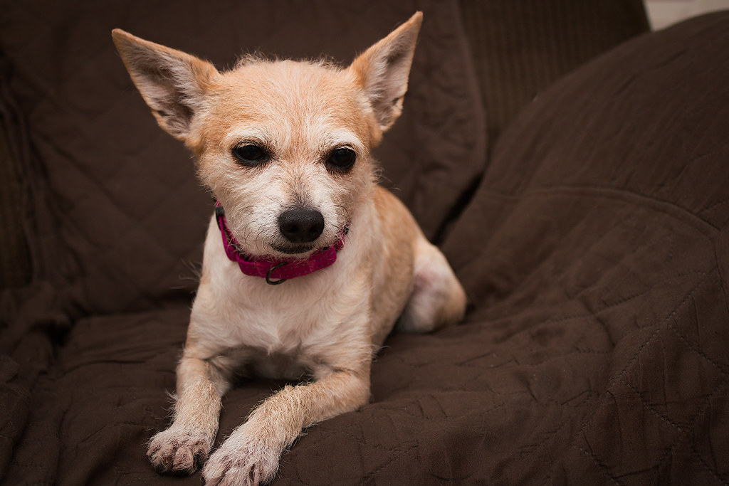 Taurus Comfort Seekers and Their Couch-Loving Canine Counterparts (Image Credits: Flickr)