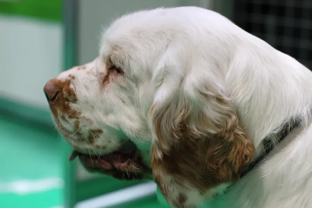 #12 – Clumber Spaniel (amodelofcontrol, Flickr, CC BY 2.0)