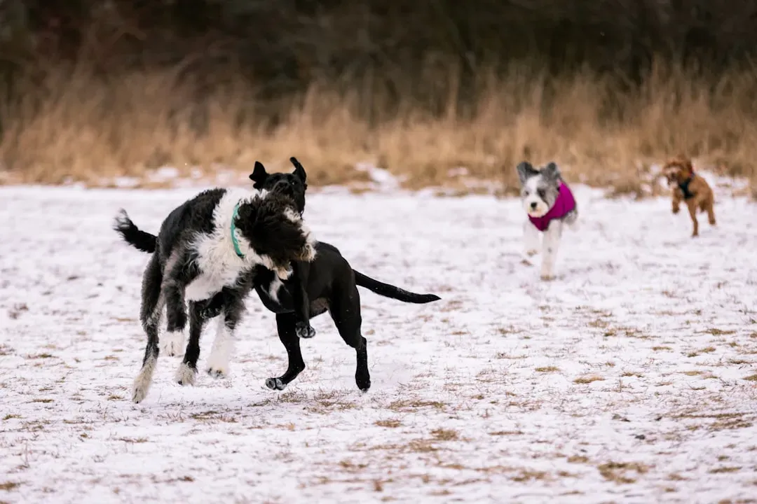 Pack Mentality: You're Part of the Team (Image Credits: Unsplash)
