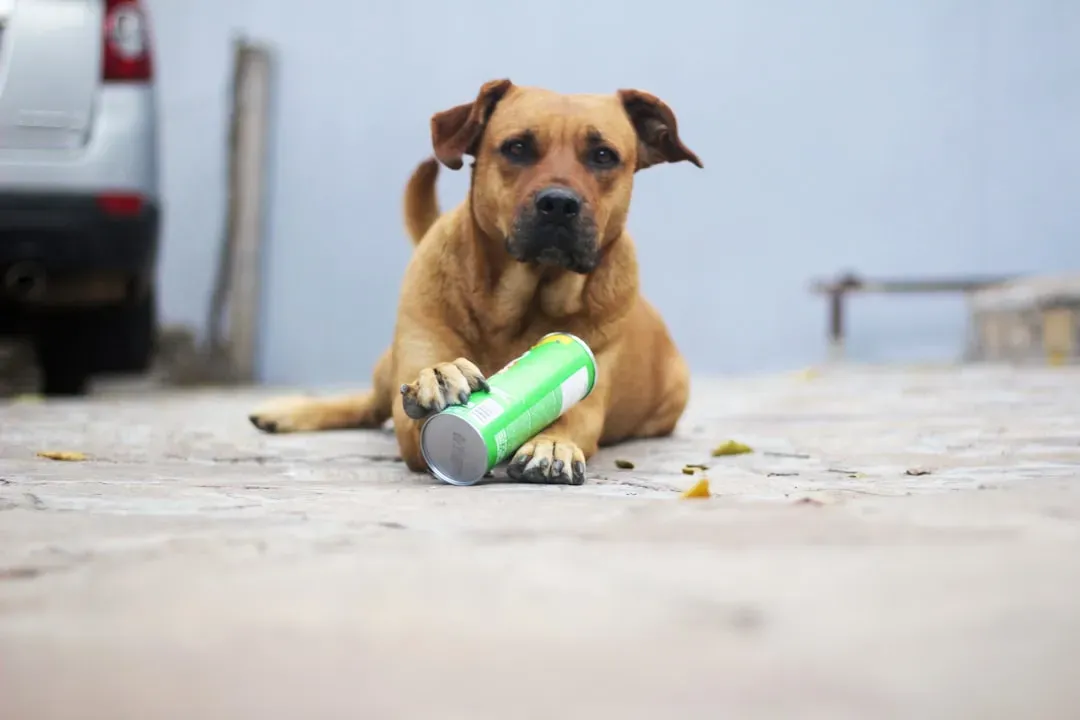 Plastic Water Bottles: The Crinkle Sound Dogs Can't Resist (Image Credits: Unsplash)