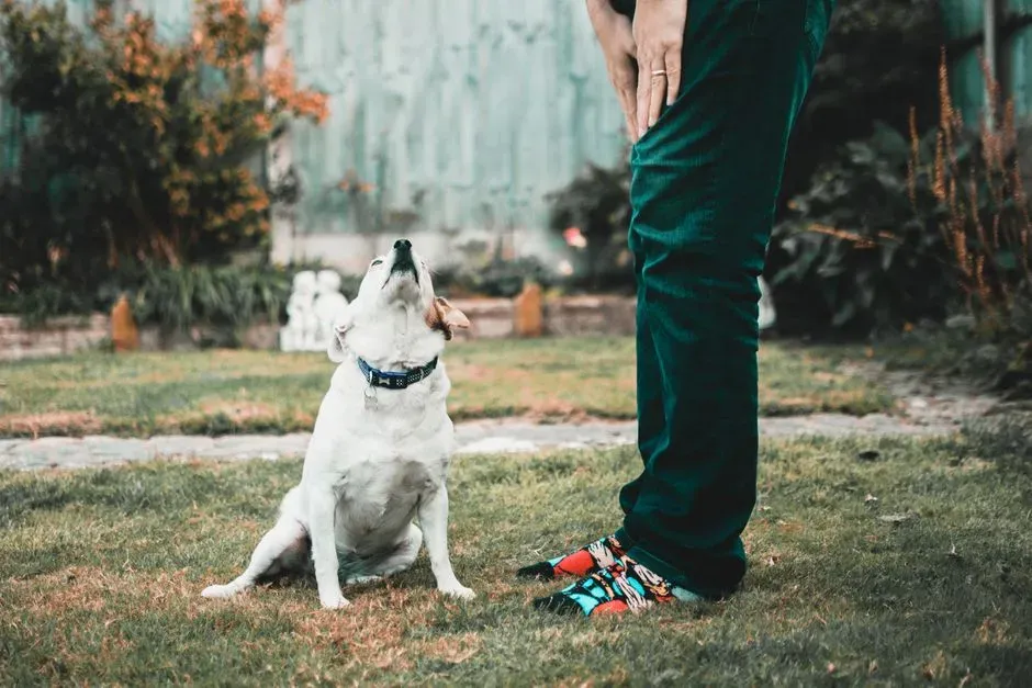 8. Saying “No” to Begging or Extra Treats (Image Credits: Pexels)