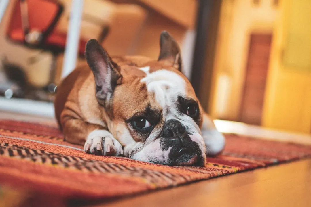 The Bulldog: Low Energy, High Loyalty (Image Credits: Unsplash)