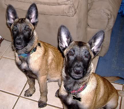 Belgian Malinois: The High-Performance Working Dog (Image Credits: Flickr)