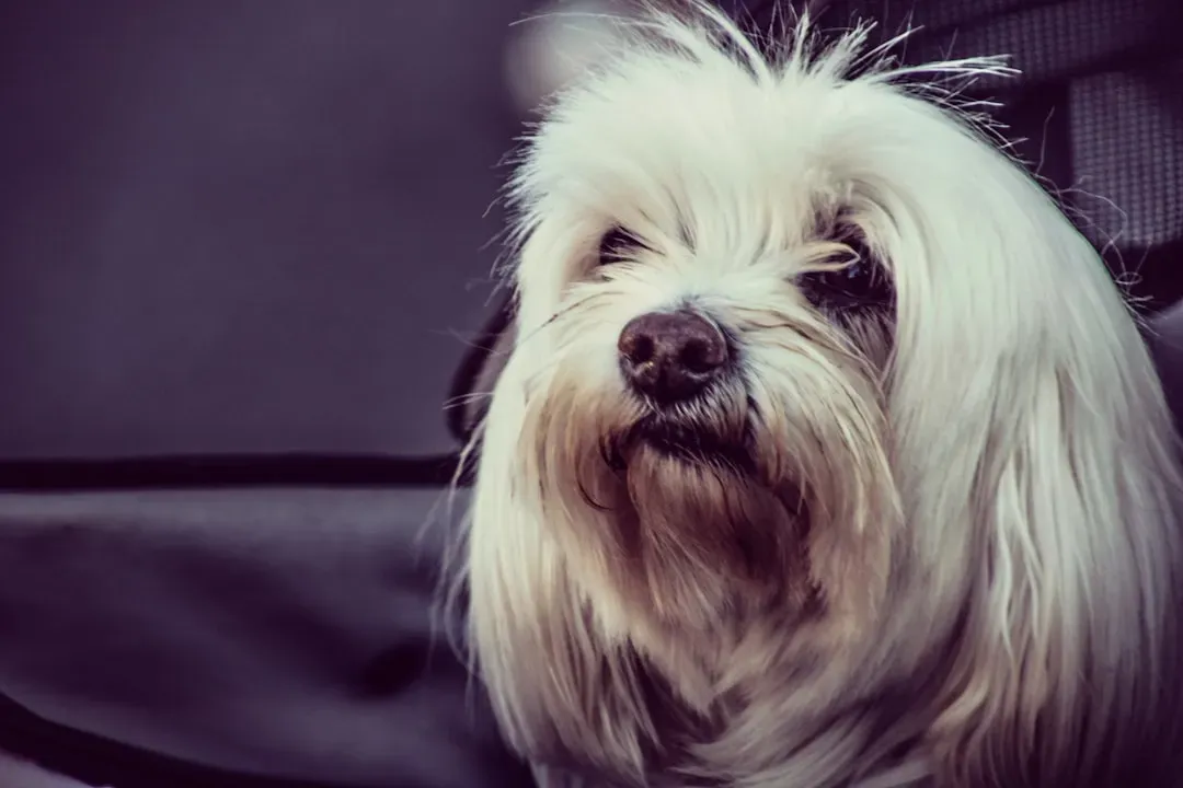 Their Low-Shedding Coat Is Kinder to Allergy Sufferers (Image Credits: Unsplash)
