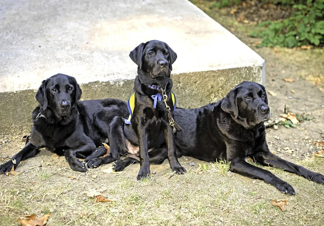 #1. Labrador Retriever (Image Credits: Pixabay)