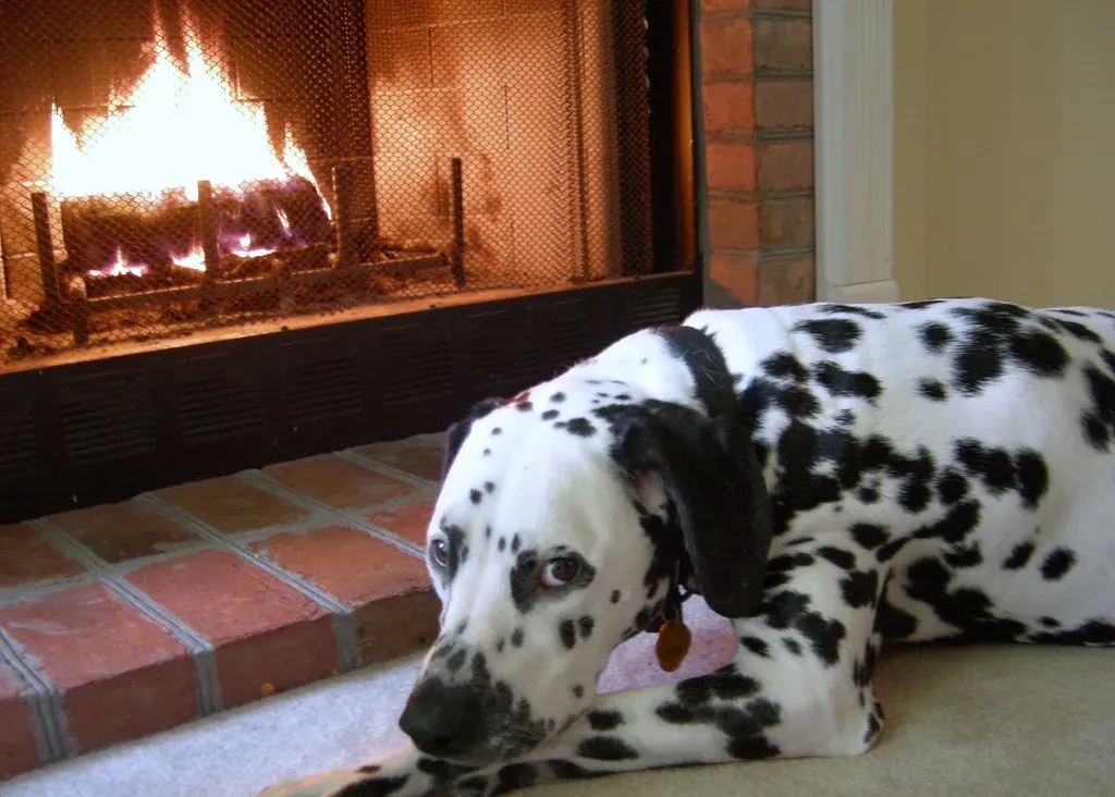 Dalmatian: The Spotted Sun Lover (Image Credits: Flickr)