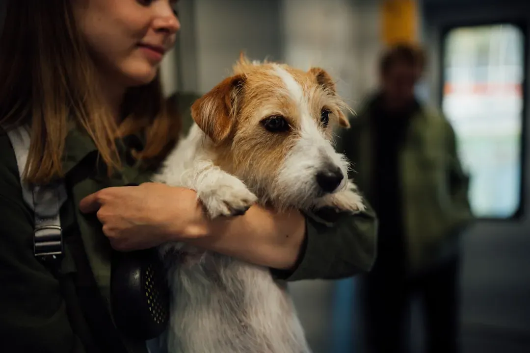 7. Jack Russell Terrier: High Energy, Short Attention Span (Image Credits: Unsplash)