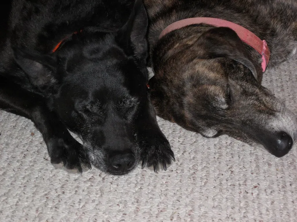 Yes, Your Dog Is Probably Dreaming of You (Image Credits: Flickr)