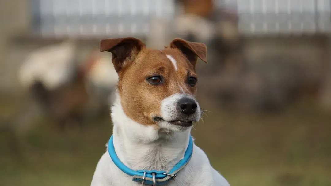 The Jack Russell Terrier: Unpredictable Firecracker (Image Credits: Unsplash)