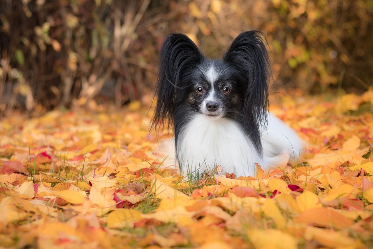 9. Papillon: The Tiny Dog with a Giant Brain (Image Credits: Pixabay)