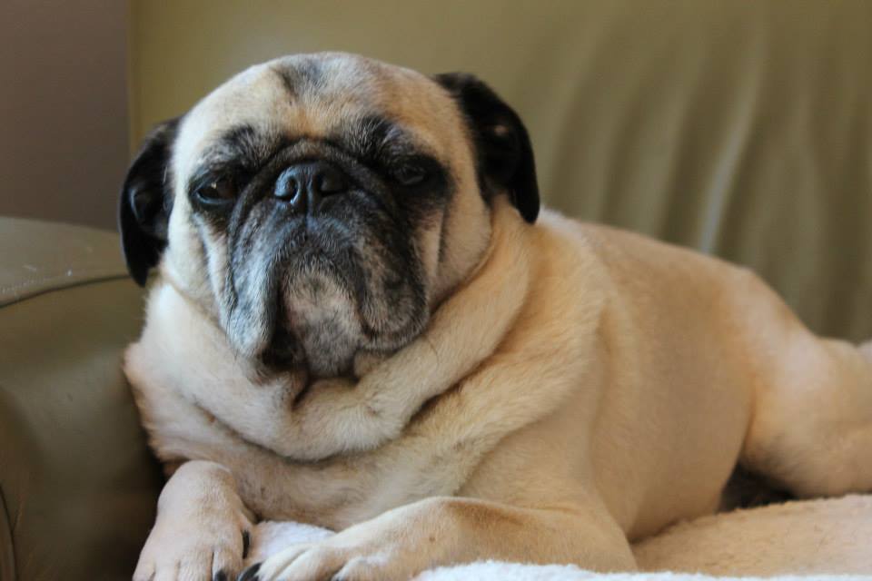 Pug: The Professional Lap Warmer (Image Credits: Wikimedia)