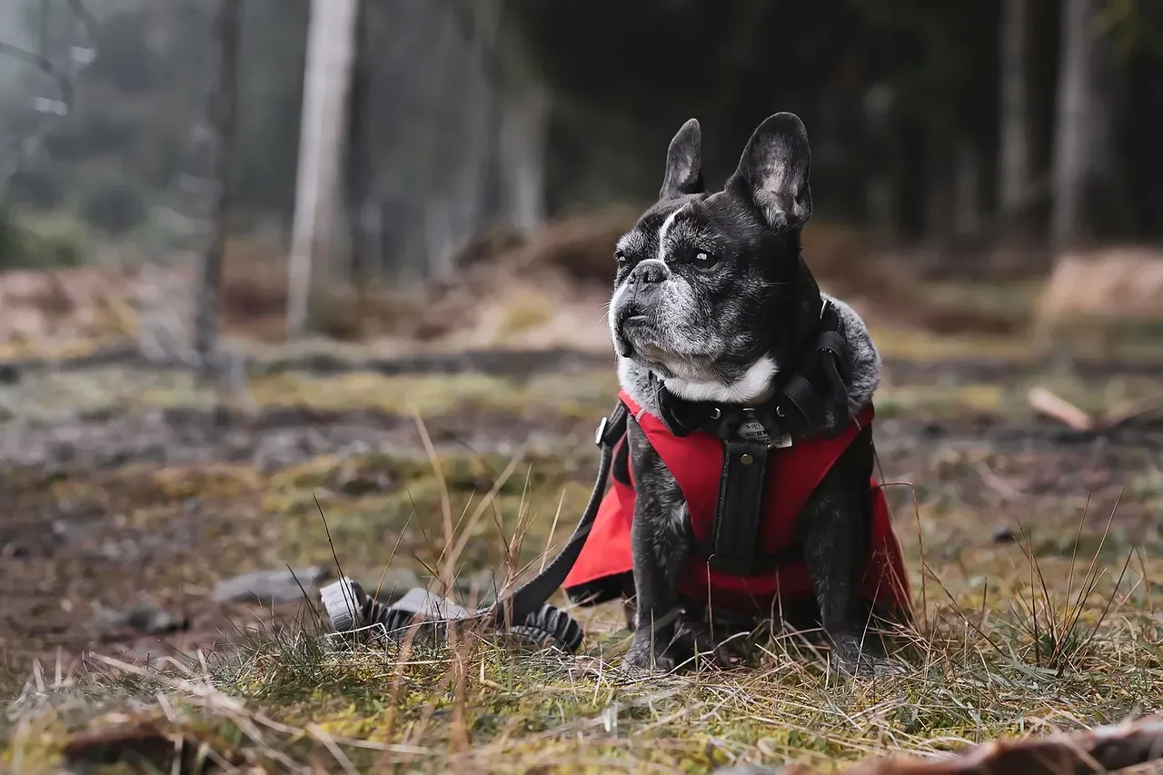 8. French Bulldog: Compact, Charming, and Everywhere (Image Credits: Pixabay)