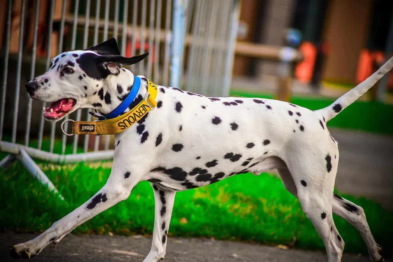 Dalmatian: The Historic Running Companion (Image Credits: Pixabay)