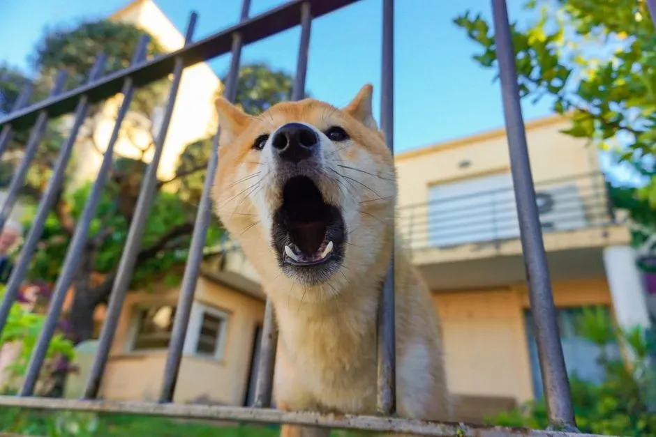 Sudden Barking at Nothing (Image Credits: Pexels)