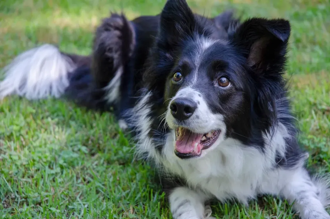 1. Border Collie: The Einstein of the Dog World (Image Credits: Unsplash)