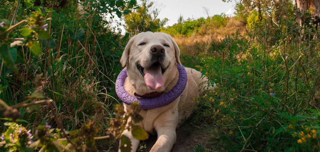 Labrador Retriever: The Cheerful Mood Lifter (Image Credits: Unsplash)