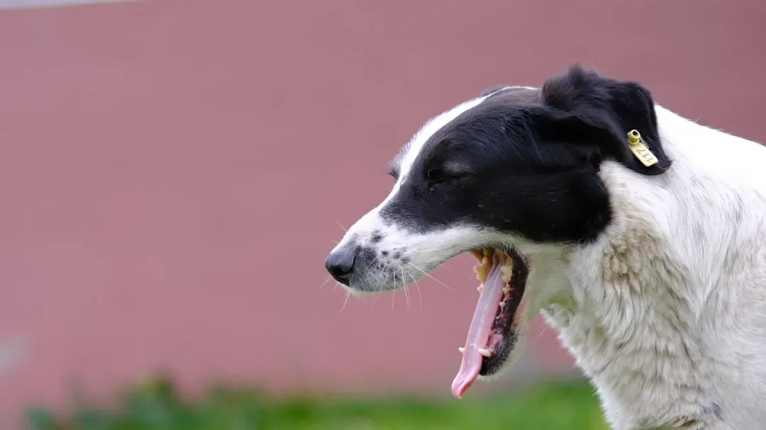 Sign 3: Excessive Lip Licking, Yawning, and Displacement Behaviors (Image Credits: Unsplash)