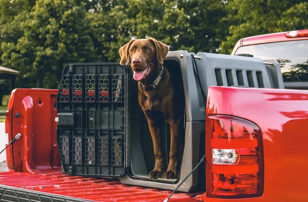 #12 - The Dog Bounces Back From the Door Moment (Image Credits: Unsplash)