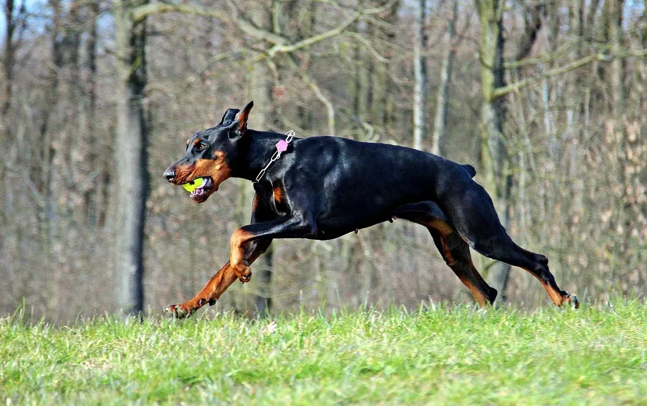 #6. Doberman Pinscher (Image Credits: Pixabay)