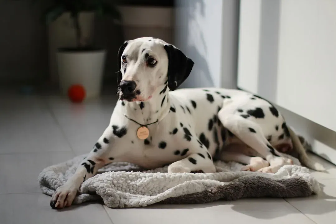 Breed #16 - The Dalmatian: High-Octane Energy in a Small Space (Image Credits: Unsplash)