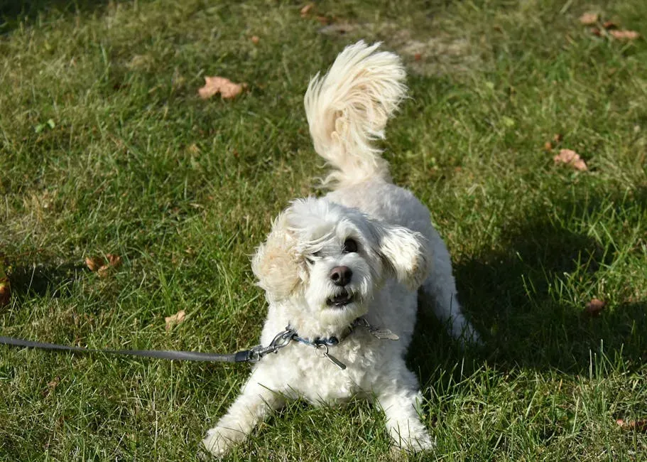 How to Respond to Your Dog's Overjoyed Greeting (Image Credits: Pexels)